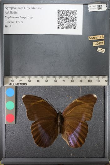 Media type: image;   Entomology 142572
